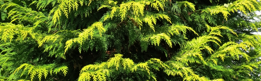 Chamaecyparis 02 banner